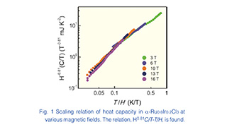 Random Hopping of Majorana Fermion Found in Diluted α-Ru0.8Ir0.2Cl3 Phys.