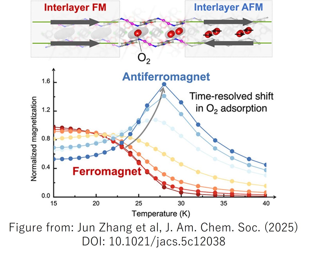 Cooperative Magnetic Phase Evolution via Oxygen Spin Coupling in a Layered Metal–Organic Framework